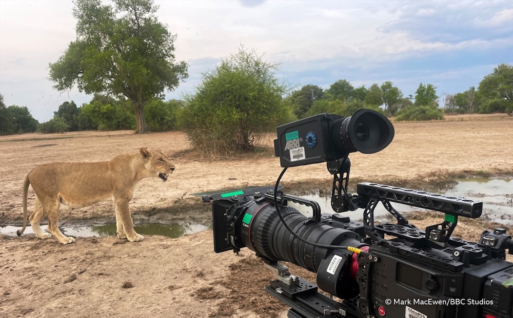 歷時五年貼身跟拍呈現史詩級畫面　BB...